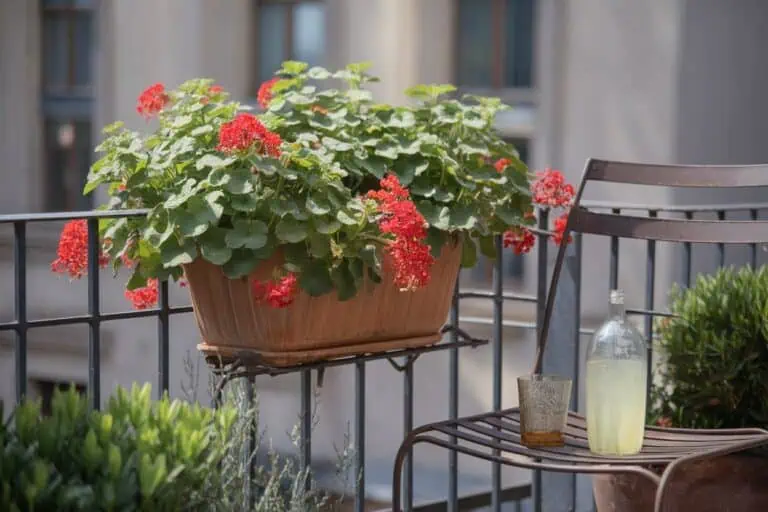 Verbene – Sommerflor zum Verlieben Verbene – Sommerflor zum Verlieben