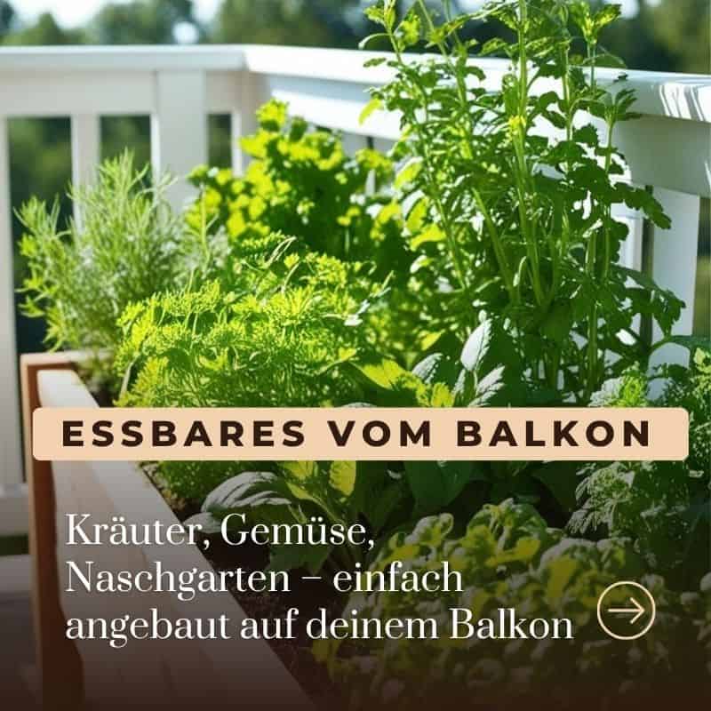 Startseite Balkon BASIC kacheln essbares