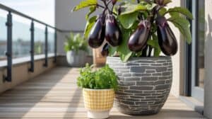 Aubergine im Kübel anbauen – Anleitung für starken Ertrag auf dem Balkon Aubergine im Kübel anbauen – Anleitung für starken Ertrag auf dem Balkon