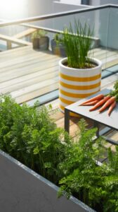 Karotten im Balkonkasten anbauen – warum es oft scheitert und wie du es richtig machst Karotten im Balkonkasten anbauen – warum es oft scheitert und wie du es richtig machst