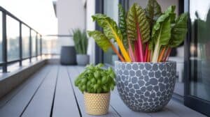 Mangold im Kübel anbauen – so klappt es auf dem Balkon wirklich Mangold im Kübel anbauen – so klappt es auf dem Balkon wirklich