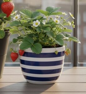 Erdbeeren im Kübel anbauen – so bekommst du wirklich Ertrag auf dem Balkon Erdbeeren im Kübel anbauen – so bekommst du wirklich Ertrag auf dem Balkon