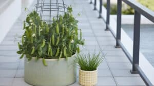 Zuckererbsen im Kübel anbauen – so bekommst du wirklich Schoten Zuckererbsen im Kübel anbauen – so bekommst du wirklich Schoten