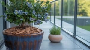 Heidelbeeren im Kübel anbauen – so bekommst du wirklich Ertrag Heidelbeeren im Kübel anbauen – so bekommst du wirklich Ertrag